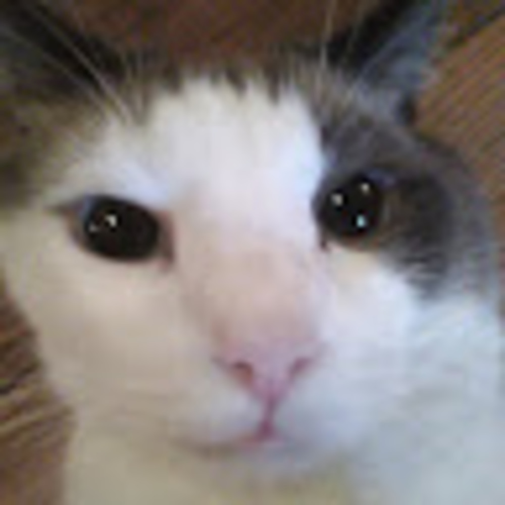 Meet your Posher, Kami